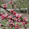 Reliance Peach #7 - Image 2